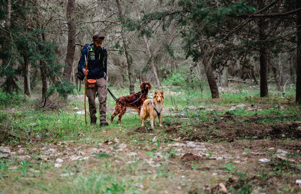 Escursionismo con i cani. Addestratore cinofilo in escursione con i suoi cani, un setter Irlande e un collie