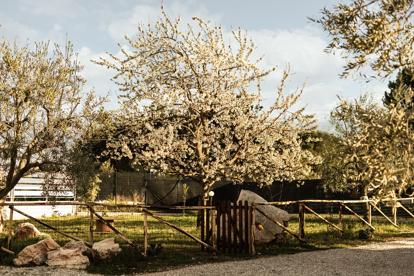 giardino con grande ciliegio in fiore contornato da staccionata in palo di castagno