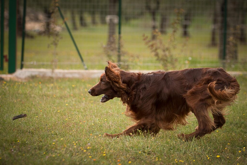 Whisky, un setter irlandese, durante una sessione di addestramento cinofilo. Rincorre un pezzo di legno e sta per afferrarlo al volo. Un cane meraviglioso.