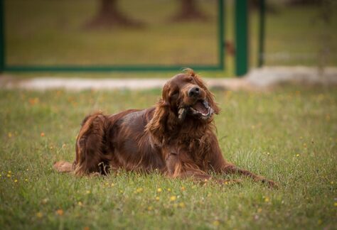 Il cane mentre mastica un legnetto