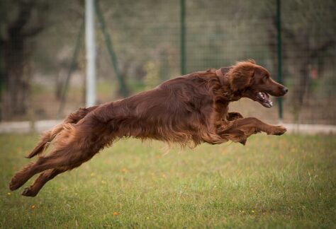 Un setter irlandese mentre salta