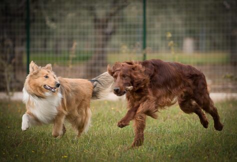 Collie e setter irlandese. Due cani che giocano.