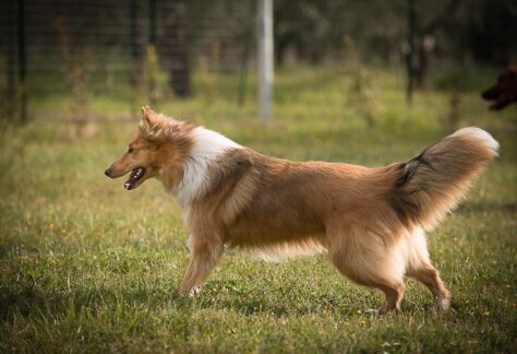 Collie sulla posizione di attenti