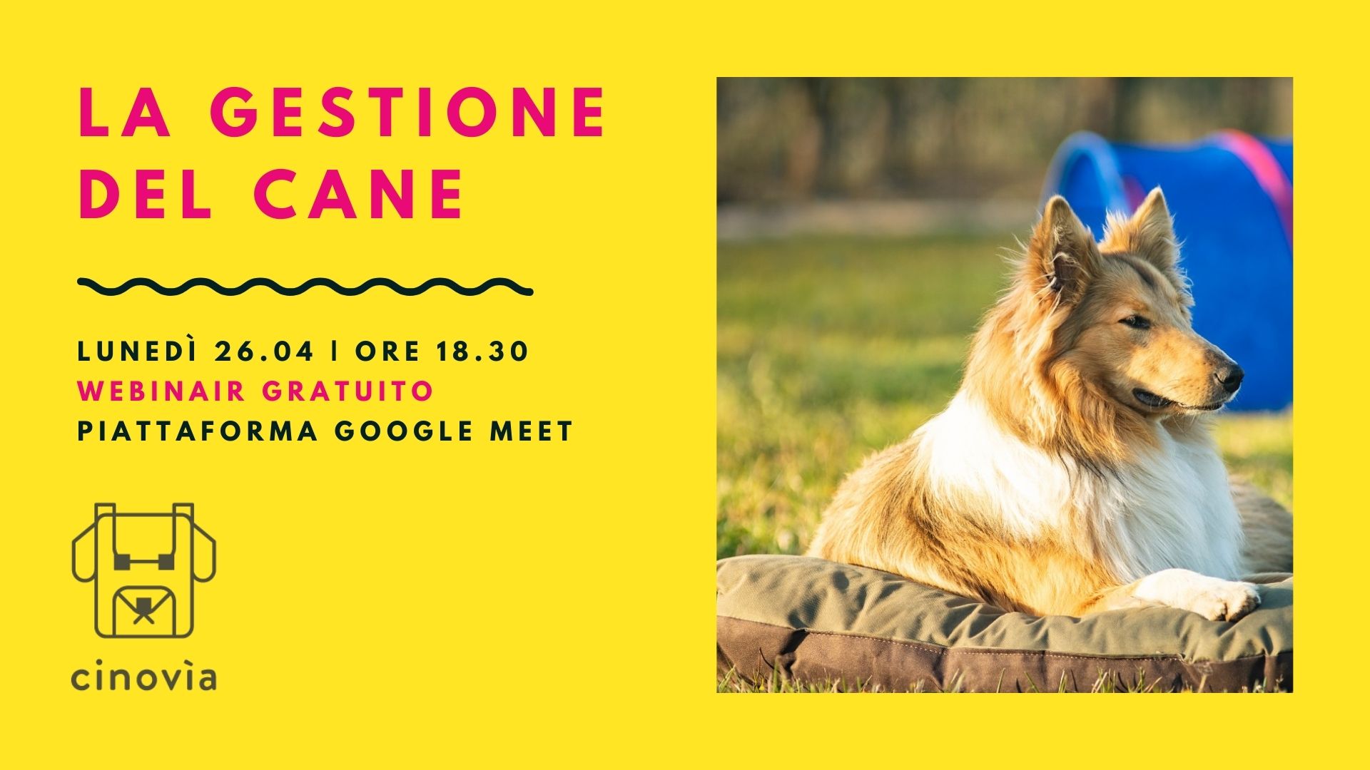 La gestione del cane - webinair gratuito