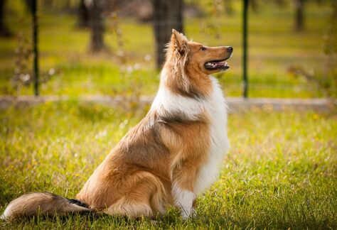 Collie in posizione seduta di profilo