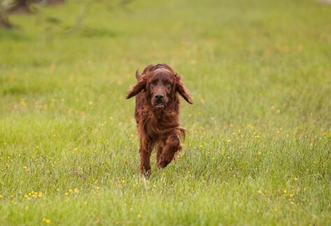 Setter irlandese, cne da caccia, durante un atto di stalking su preda.