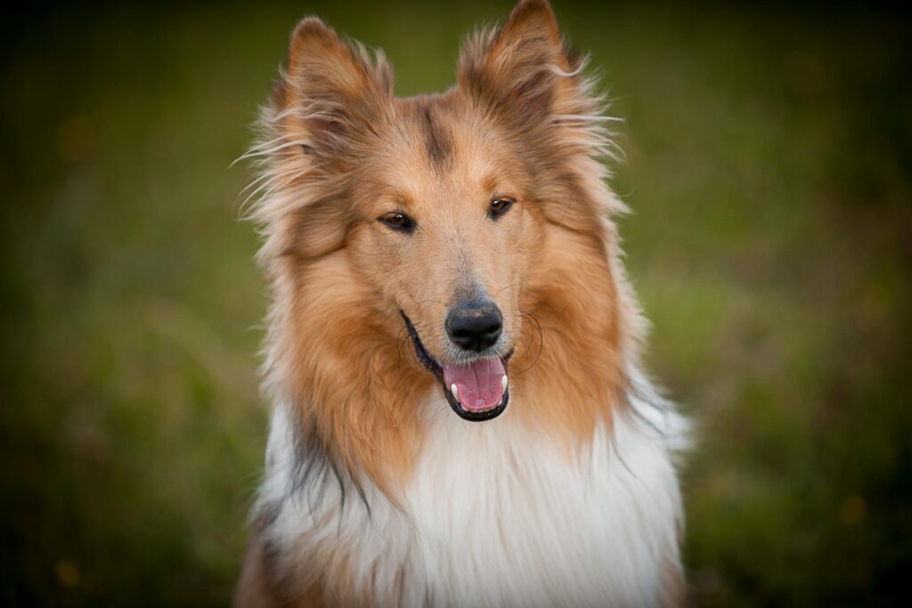 Sirio, il mio cucciolone di Scotch Collie